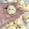 Handmade Yellow Big Chicken Plush Silicone Squishy Pinching Toys Cute Hen Chicks Taba Squeezing Toy Fuzzy Release Hand Stress