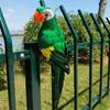 Simulation Parrot Garden Ornaments Creative Feather Lawn Figurine Ornament Animal Bird Outdoor Garden Party Prop Decoration Miniature