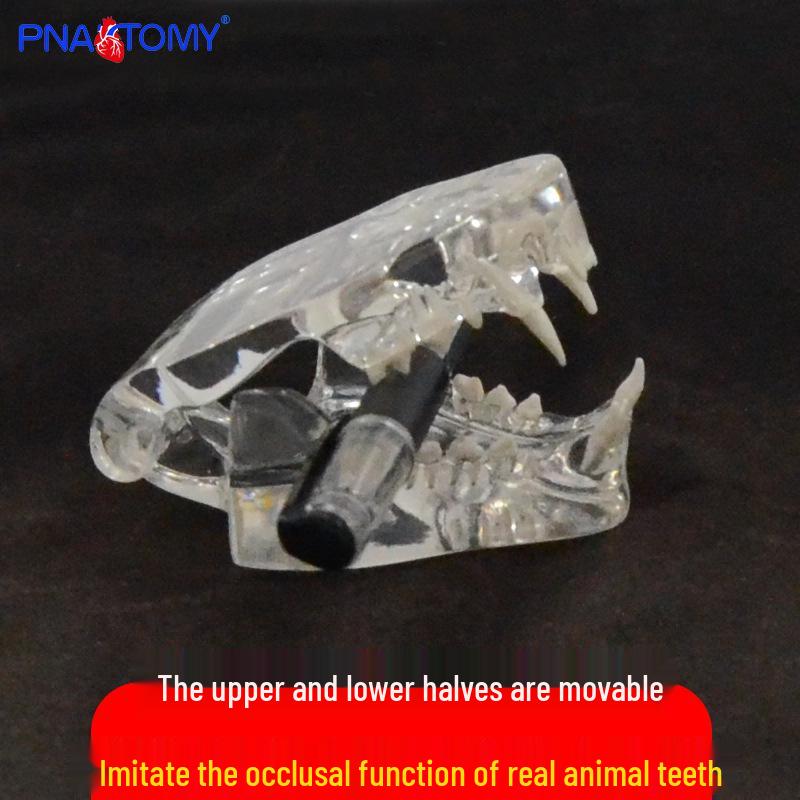Transparent Cat Veterinary Oral Cavity Model 1:1 - Teaching Demonstration Simulation Mold