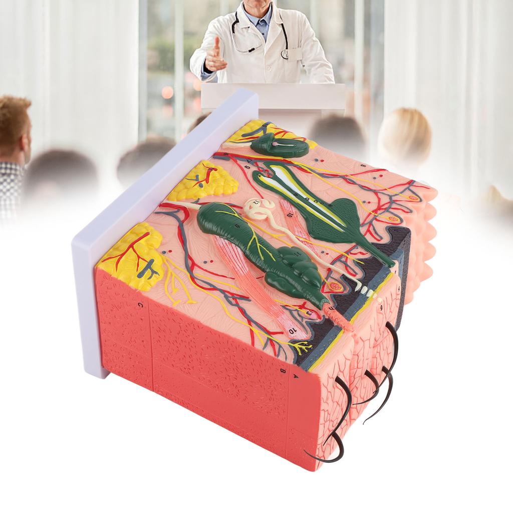 50-fach dreidimensionales menschliches Hautmodell, Anatomie, Biologie, Lehrmittel, Laborbedarf