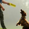 Bissfestes Zerrspielzeug für Hunde, für kleine und mittlere Hunde, für Zerrspiele, Ziehen