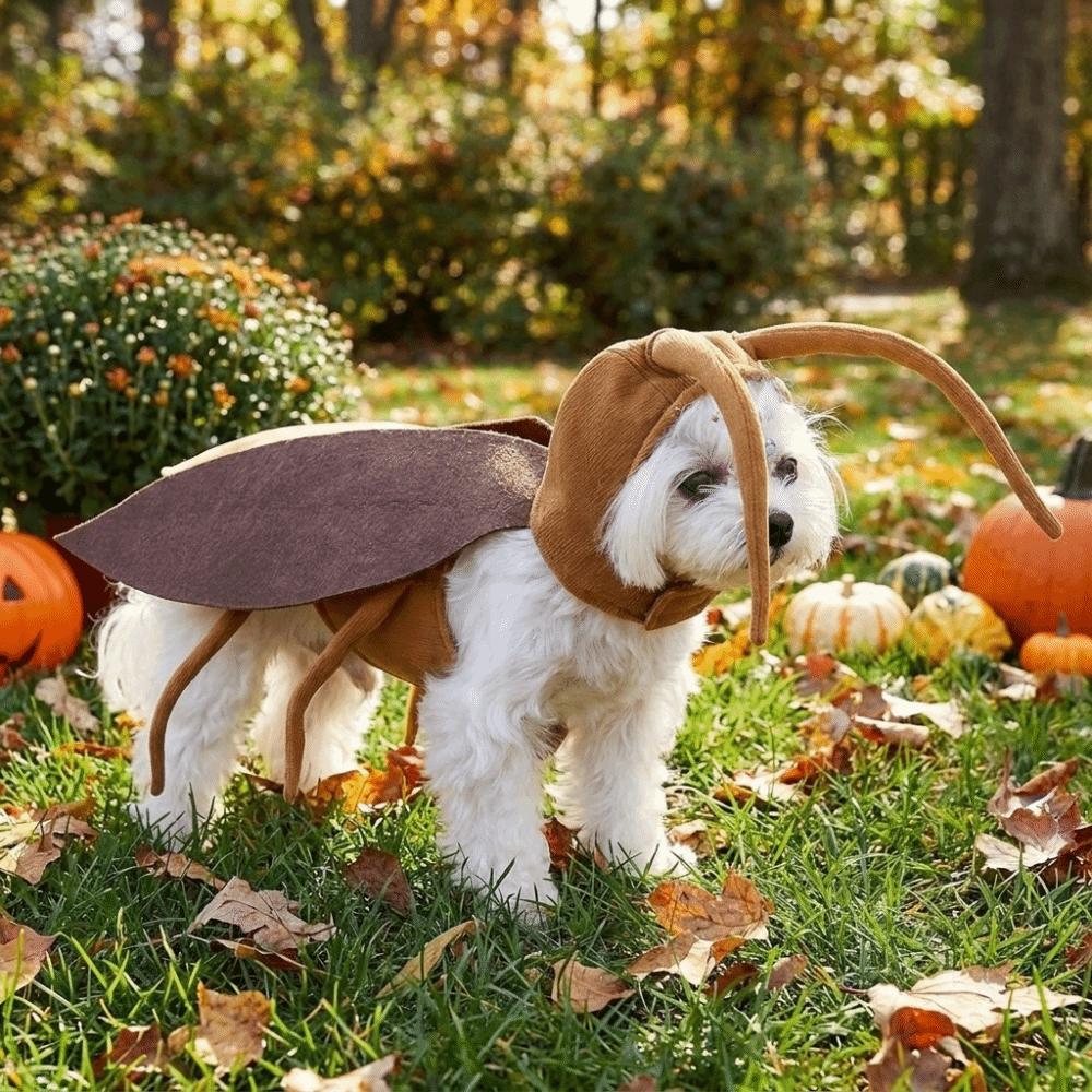 Realistic Pet Transformation Costumes with Wing Costume Pranks Outfit Small Dogs