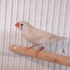 DIY R16U Bird Clip Ring Plastic Foot Rings Colorful Birds Acacia Canary All kinds of Bird  100 Pcs/Set