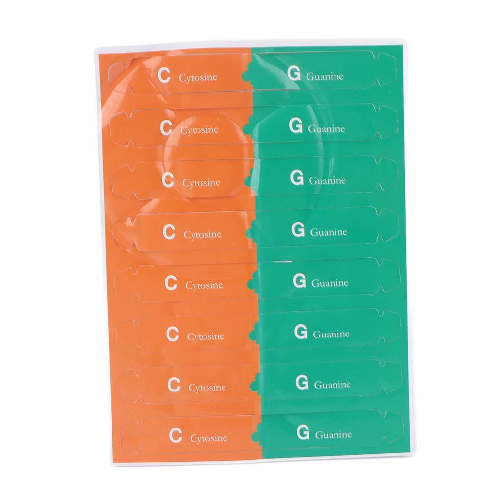 Menschliches DNA-Modell Buntes Doppelhelix-Montagemodell Wissenschaftliches Lernspielzeug für Kinder