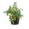 Stor Plast Blomsterpotte Kraftig Utendørs Hageplantekasse Plantepotte med Drenshull for Blomster Poteter Grønnsaker