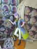 PROJECT SEKAI Puseka Rui Figure Project Sekai Used