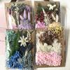 Exquisite Eternal Dry Flower Ancient Style Group Fan Material Pack for Children's Handmade Exclusive Decoration Dried Flowers