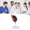 Kidney Model Anatomy Normal Human Anatomical Teaching Doctors Office Educational Tool