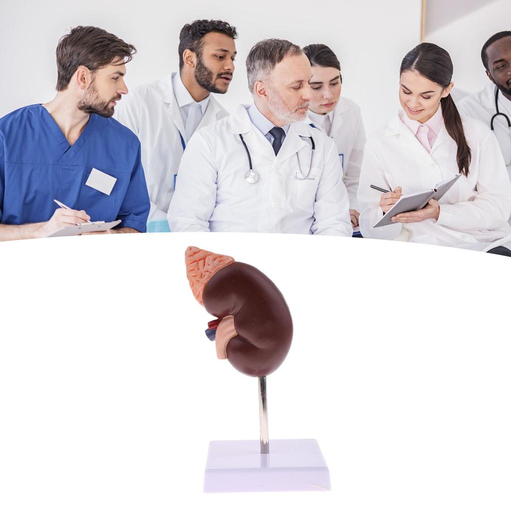 Kidney Model Anatomy Normal Human Anatomical Teaching Doctors Office Educational Tool