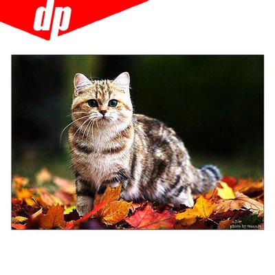 Cat Deimantinis siuvinėjimas 5D „pasidaryk pats“ deimantinis piešimas kryželiu paveikslėlis Visas apvalus deimantas