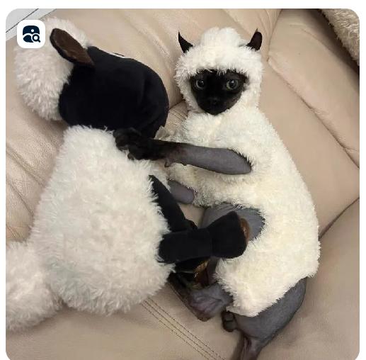 

Hairless Cats - Cute /Winter Size M One Size