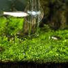 Glass Shrimp Feeding Food Dish Transparent Tray Aquarium Products for Freshwater and Marine Tanks