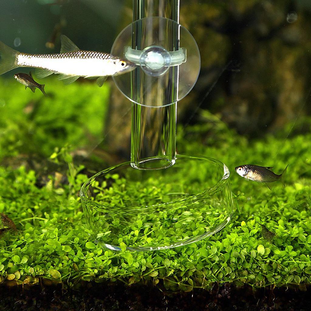 Glass Shrimp Feeding Food Dish Transparent Tray Aquarium Products for Freshwater and Marine Tanks