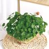 Hydroponic Money Plant Leaves