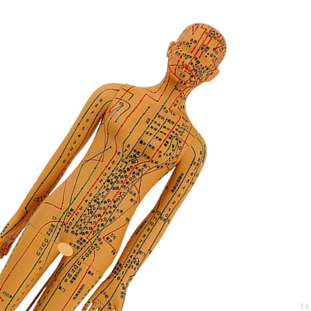 Advanced Human Anatomy Model with Color-Coded Guides for Learning