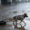Imbracature per slitta da cane Pet Strong Training Sledge Supplies Imbracatura da slitta per cane da allenamento