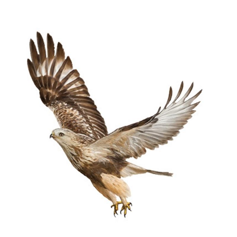 Set Of 2 Bird  Car Stickers Reflective Waterproof Decals Car Hood Cover Sticker for Car Window  Laptops Skateboards