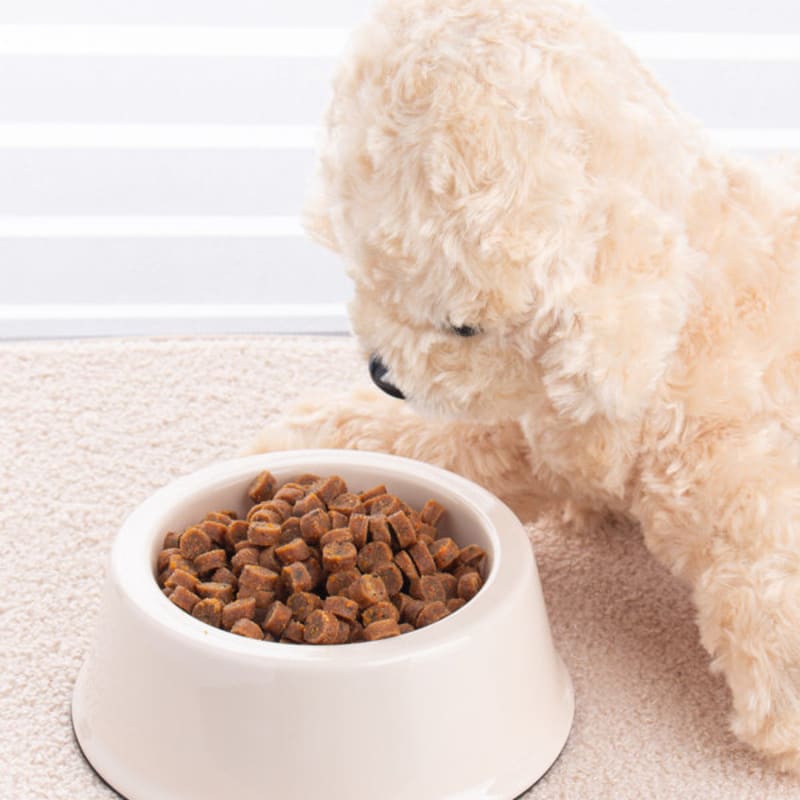 [Pet] Morningae Homemade Feed Korean Beef 200 G