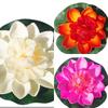Decorațiuni pentru casă – Flori decorative şi coroane de flori