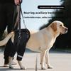 The Hind Legs of The Dog Assist In Taking The Disabled Dog Out for Rehabilitation with A Hind Leg Lift and Leash