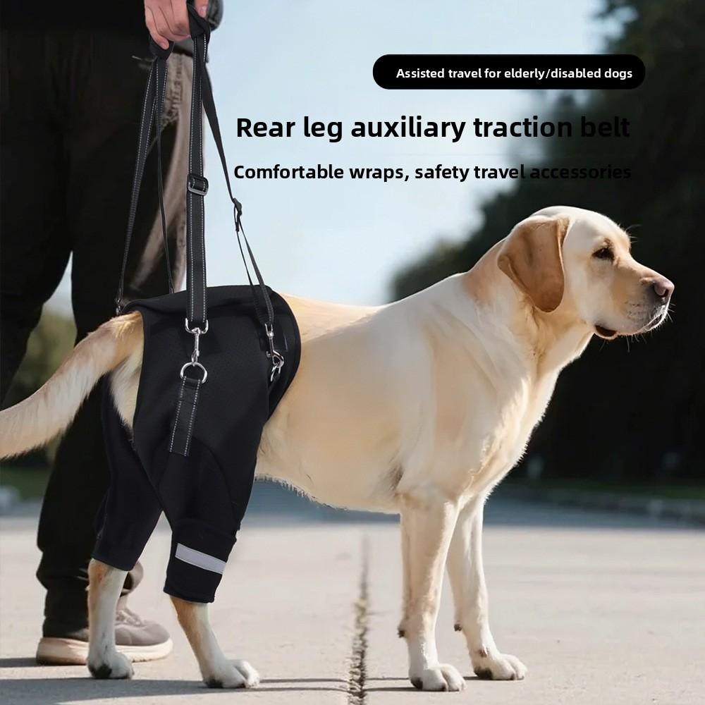 The Hind Legs of The Dog Assist In Taking The Disabled Dog Out for Rehabilitation with A Hind Leg Lift and Leash