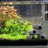 Cave For Fish Tank Tunnel Decoration Realistic Aesthetic Aquarium Cave For Freshwater Saltwater Shrimp Terrarium Reptile Snake