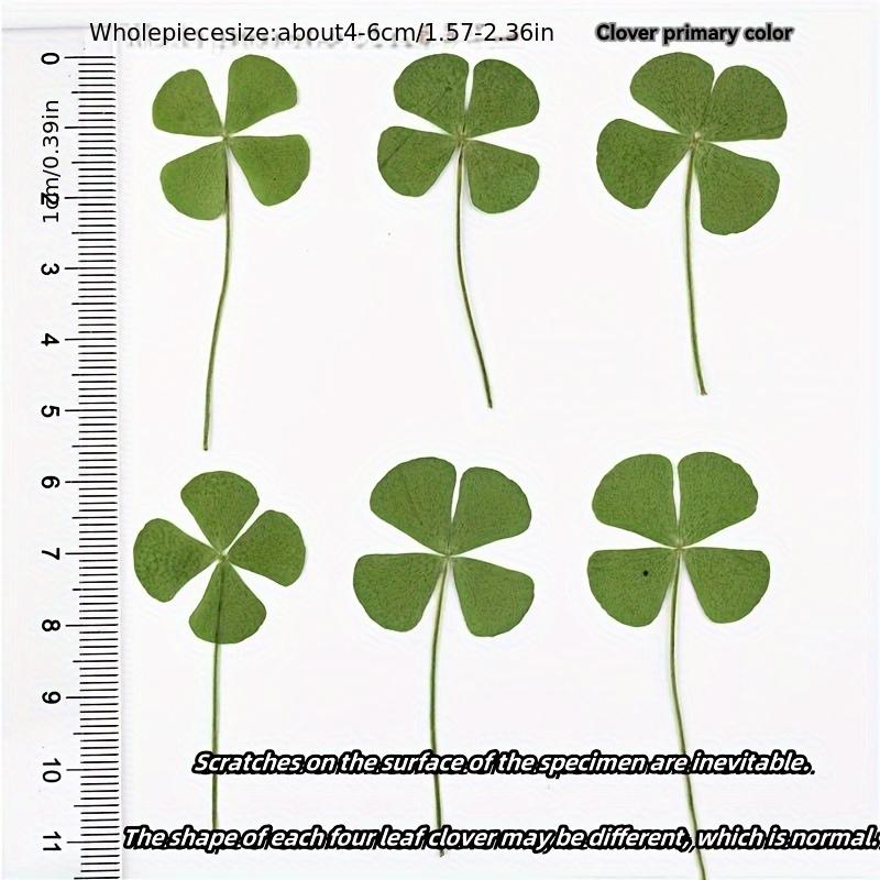 10pcs Lucky Clover Postcards Grass Transparent Wishing Cards Ideal for Bookmark Decoration Perfect Holiday Gifts School Supplies