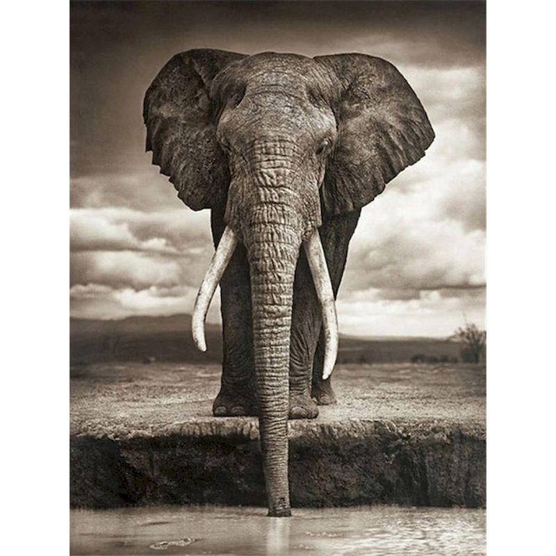 

Полный круглый Алмазная мозаика ручной работы Слон Алмазная вышивка Животные Художественная роспись Ремесла Рукоделие Домашнее украшение Full Round 20x30CM