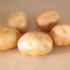 4PCS Decorative Artificial Potato Models Restaurant Photography Props Foam Texture for Photography and Teaching Tool