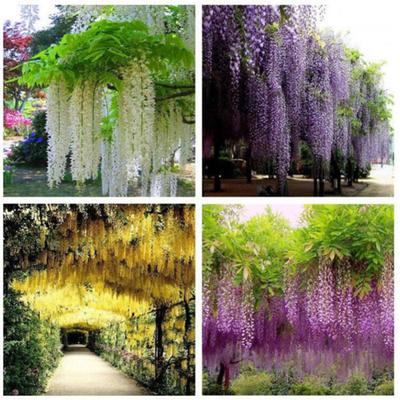 Vine Wisteria Künstliche Blumen Hochzeit Bogen Pavillon Dekoration Home Garland