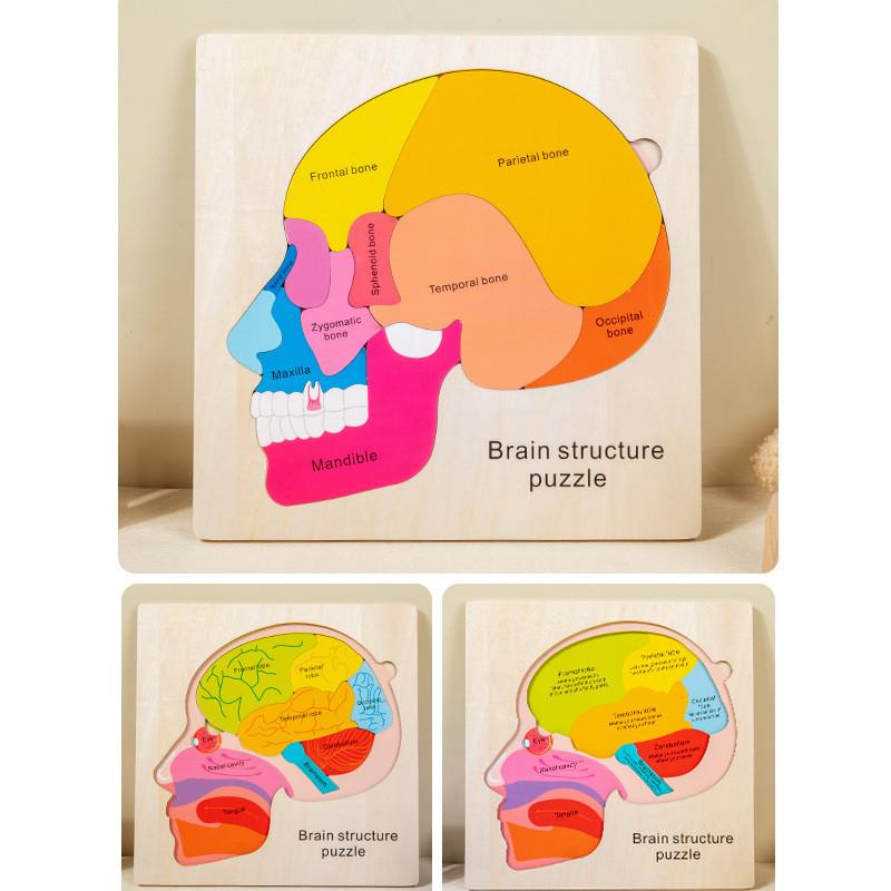 Kinder Holz 3D Körperteile Puzzle Spielzeug Anatomie Erkennung Entwicklung Gehirn