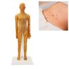 20.9in Acupuncture Female Model High Definition Clear Chinese Human Body Acupuncture Model for Teaching