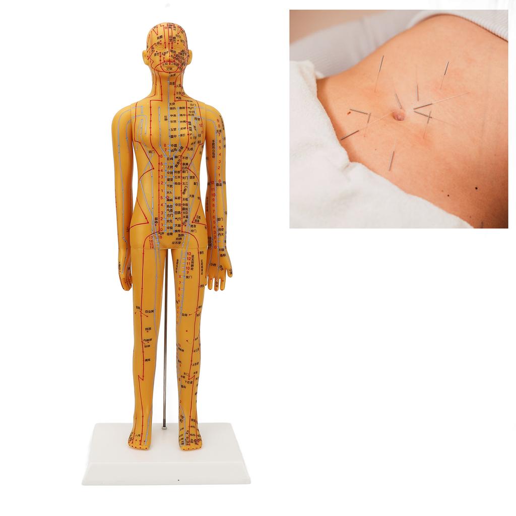 20.9in Acupuncture Female Model High Definition Clear Chinese Human Body Acupuncture Model for Teaching