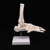 Anatomický model kostry ruky a nohy ukazující loketní a vřetenní kost znázorňuje přirozený pohyb lidské ruky a nohy