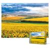2000 Piece Jigsaw Puzzle - Sunset In a Beautiful Sunflower Field, Popular Korean Puzzle