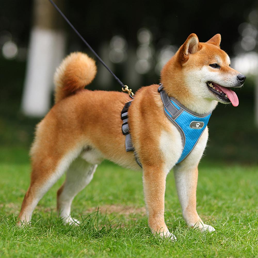Dog Harness Shiba Inu Dog Accessories Dog Harness Best Shiba Buy