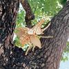 Make Your Own Pocket Bugs Hercules Beetle Instruction Manual (Japanese Included)