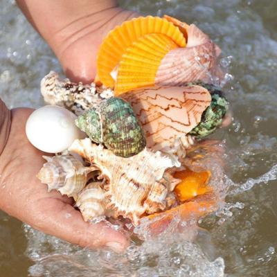 1 Beutel natürliche Muscheln, gemischte Meeresmuscheln, Seesterne, Conch, Muscheln in verschiedenen Größen, Muschelset zum Selbermachen, Basteln, Strand-Mottoparty, Befüllen von Aquarien