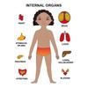 Cognition Easy To Assemble Fun Smooth Surface Boys Girls Anatomy Play Set Wooden Jigsaw Board Puzzle