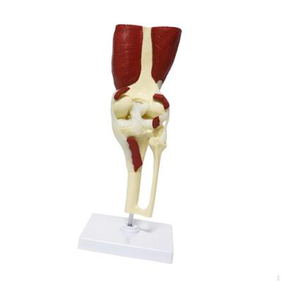 Human Joint Model Displays Movement Teaching Tool Educational with Ligaments and Muscles