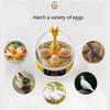 Eggs Incubator 4 Eggs Incubators for Hatching Eggs Heat and Humidity Control 4 Eggs Fully Turnning Poultry Hatcher