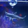 Aquarien Handwerk Künstlicher Hai Fischzucht Handwerk Dekoration Aquarium Landschaft Zubehör Ästhetische Ausstellung