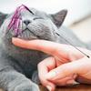 Yousheng Teaser Cat Toy Interactive Relieve Boredom Plastic Attractive Teaser Stick for Indoor