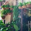 3x Semicircle Coco Fiber Liners for Hanging Wall Baskets Flower Planter Liner