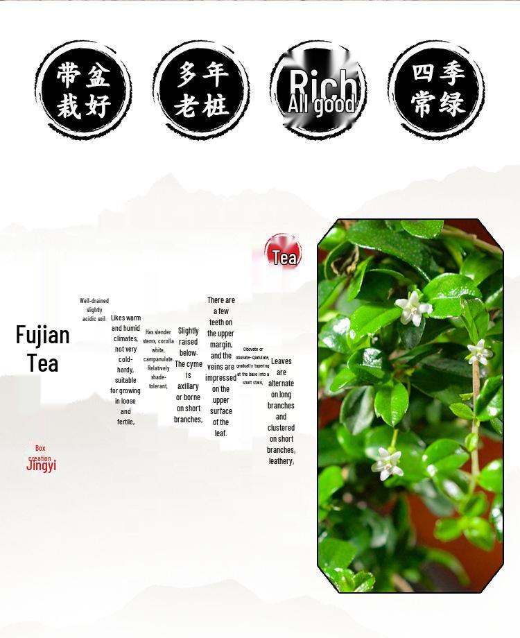 Trailing Fujian Tea Bonsai with Old Trunk – Zen Style Indoor Green Plant for Office & Living Room