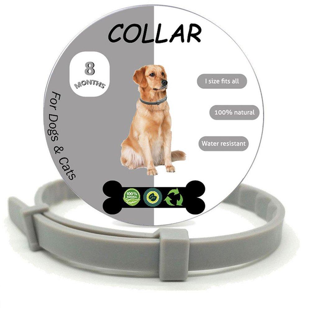 queen dog collar