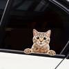 Confused Kitten Car Stickers for Auto Window Rear Windshield Fuel Tank Cap Rear Bumper Decoration Scratch Cover Vinyl  Decals