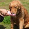 510/330ML Portable Dog Water Bottle for Small Large Dogs Puppy Cat Outdoor Travel Walking Drinking Bowls Pet Feeder Dog Supplies