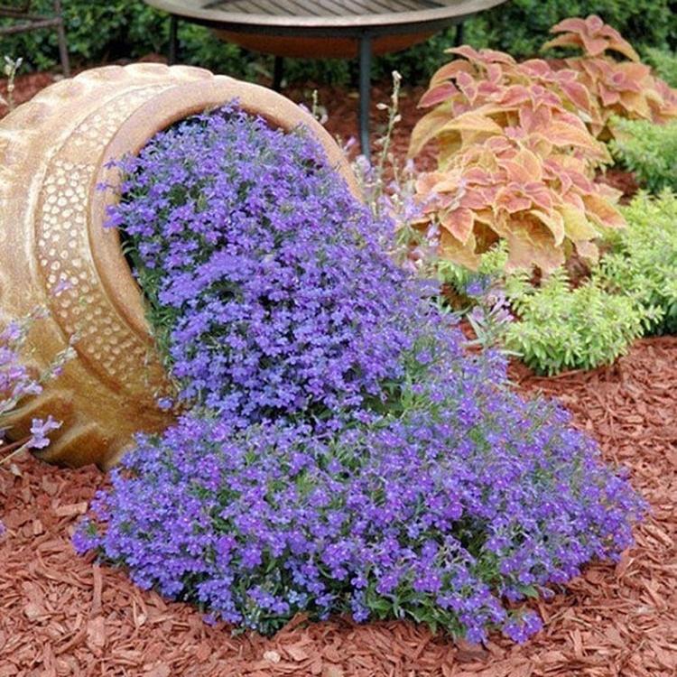 100pcs Creeping Thyme Seeds O Blue Rock Ground Cover Flor Perenne Comprar A Precios Bajos En La Tienda Línea Joom 100pcs Creeping Thyme Seeds O Blue Rock, Creeping Jenny Ground Cover Seeds