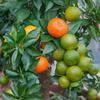 CHINOTTO ARANCIO portakal mirt yapraklarıyla 10 taze tohum